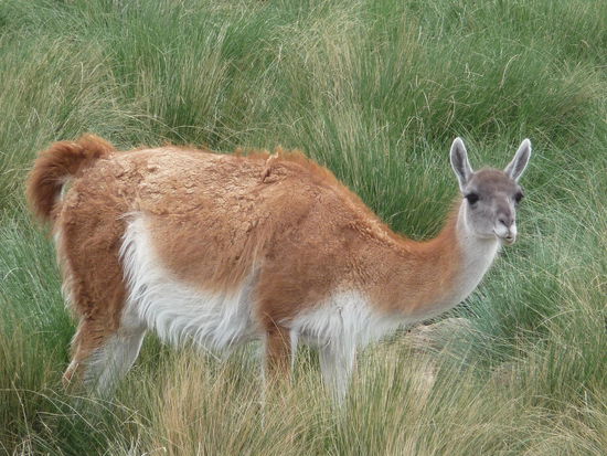 Guanako