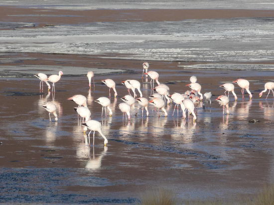 und hunderte von Flamingos am Morgen