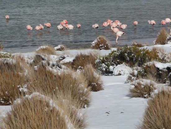 überall Flamingos