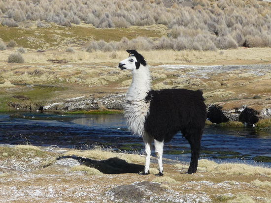 diese Tiere fühlen sich hier wohl