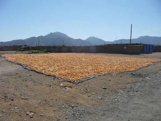 Maiskolben am Sonnentrocken