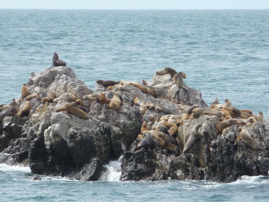Seehunde-Kolonie