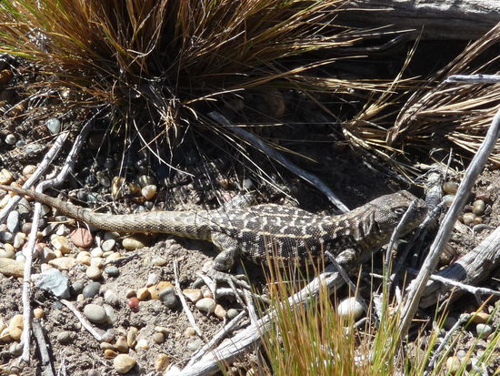 argentinische Eidechse
