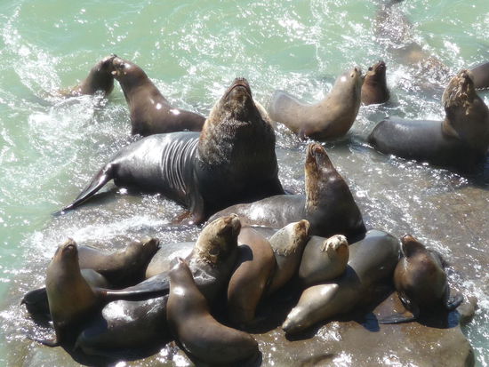Seehundemännchen mit seinem Harem