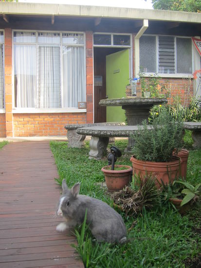 Hostel für die erste Woche mit Kanninchen im Garten