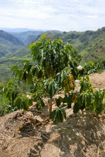 Kaffeepflanze mit noch unreifen, grünen Früchten