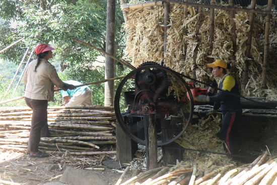 Zunächst wird der Rohrzucker zerkleinert...