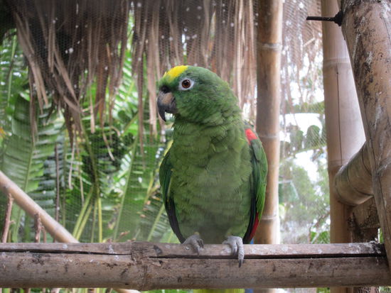 ...und zwei sprechenden Papageien die neben "Hola" und "Kakao" auch unser Lachen nachgeäfft haben.