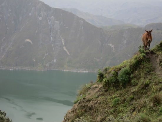 ein Esel genießt die Aussicht