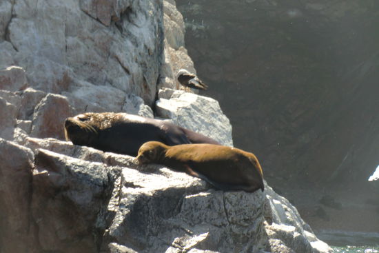 Seelöwen-Mama mit Kind.