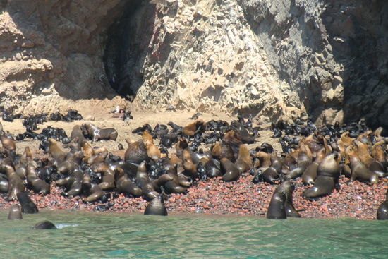 Der ganze Strand wird von Seelöwen und ihren Neugeborenen (die schwarzen Flecken dazwischen) belagert.