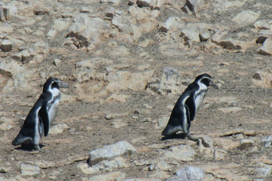 Auf den Inseln leben unter vielen Vogelarten auch Humboldt-Pinguine...