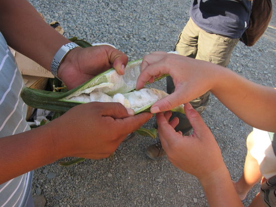 Sieht aus wie eine riesige Bohnenschote, aber das weiße Fruchtfleisch kann man essen und es ist sogar ziemlich lecker.