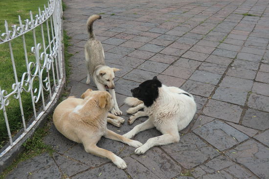 Die Hundegang am Tratschen (wie in ganz Südamerika laufen brave Hunde frei rum).