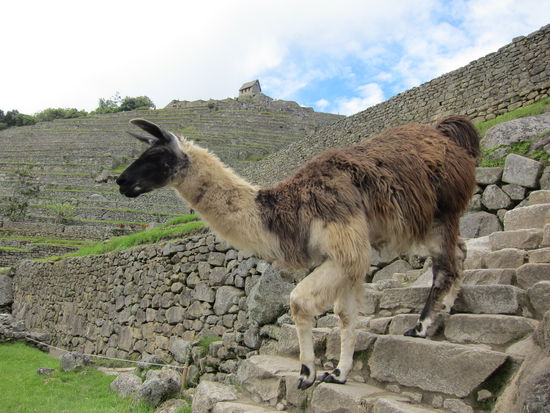 Hier können die Lamas Treppen laufen 