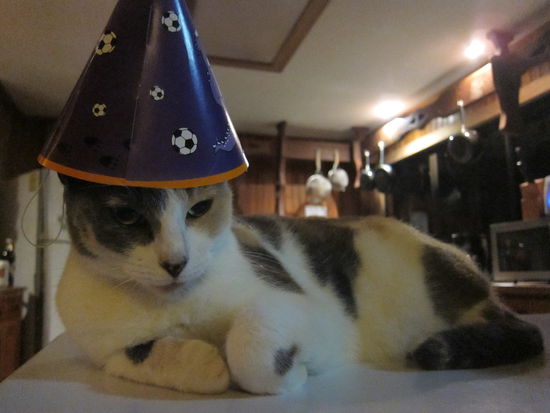 Partykatze war auch dabei (sie lässt wirklich alles mit sich machen)