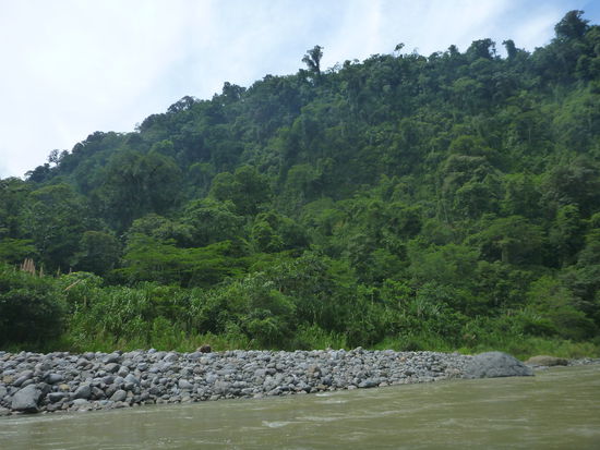 grüne meterhohe Wand aus Regenwald