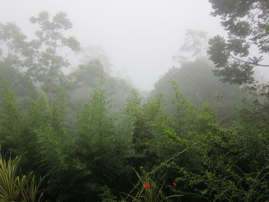 Das war dann der Ausblick ab ca 16 Uhr, denn in der Regenzeit regnet es in Costa Rica wirklich jeden Tag. In der Regel schien morgens die Sonne, mittags wurde es bewölkt und nachmittags fing es dann an zu regnen, manchmal bis nachts.