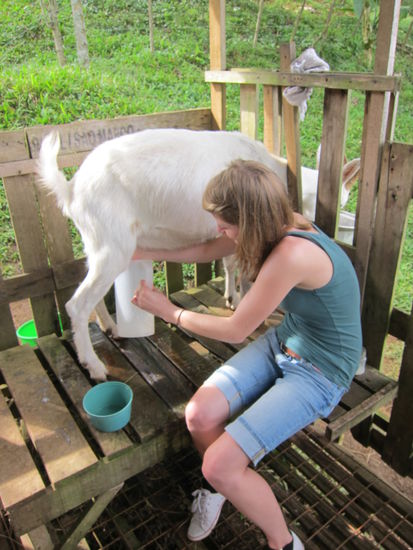 Ja ich habe tatsächlich eine Ziege gemolken: war beim ersten Mal ziemlich schwer, weil man sich nicht traut die Euter so zu zerquetschen, aber nur dann fliesst die Milch