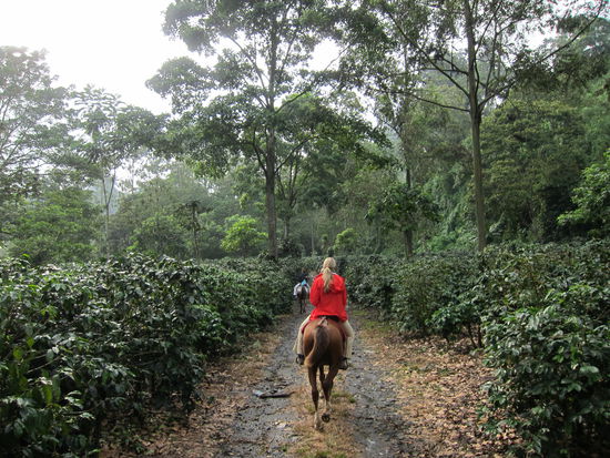 Der Ausflug führte durch Kaffeeplantagen...