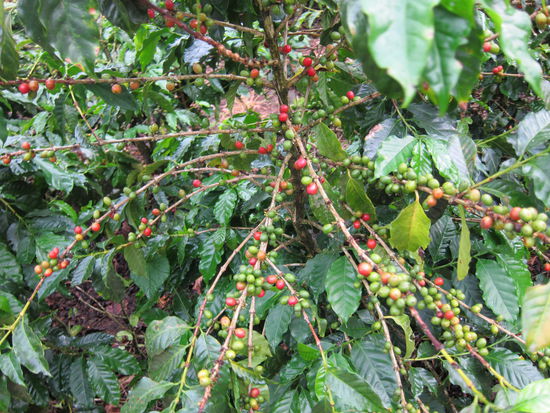 Kaffeepflanze: In den Früchten, die sogenannten Kaffee-Kirschen, befinden sich die Kaffeebohnen