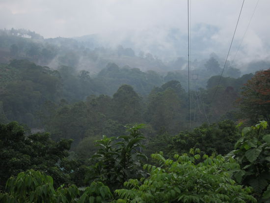 ...tief in den Regenwald...