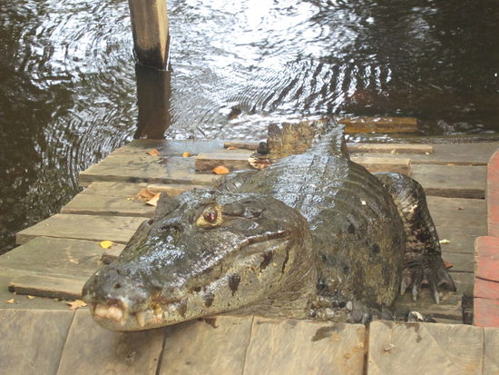 Pedro, das tollpatschige Krokodil lebt unter dem Camp, weil ab und zu Affen vom Baum fallen oder er vom Coolen Taz gefüttert wird. Dann kommt es auch mal den Steg bis nach oben.