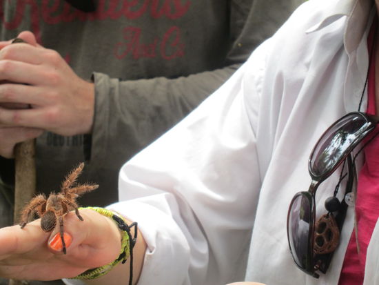 Auch wenn das niemand glaubt: Kerstin (Spinnenphobie) war kurz davor, die Tarantel auch auf die Hand zu nehmen. Aber dann entschied sich der Coole Taz dafür, sie wieder der Wildnis zu überlassen.