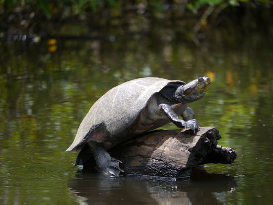 Wasserschildkröte beim Sonnen.
