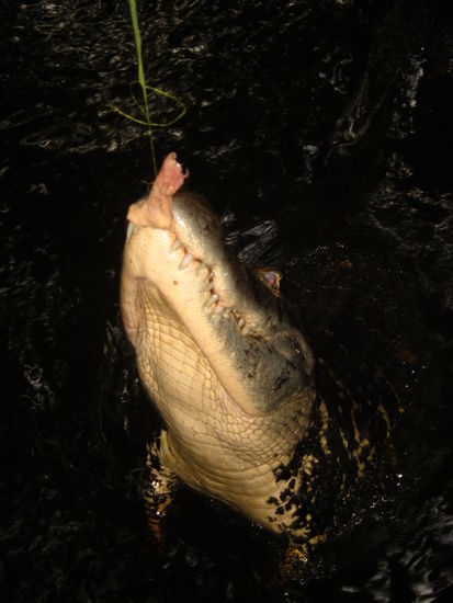Kaiman Pepe (ebenfalls Campmitbewohner) bei der Fütteung. Kaimane sind schwarz und werden größer als Krokodile.