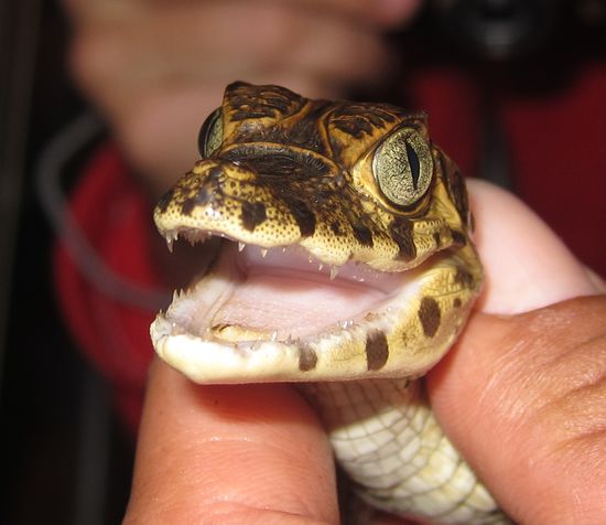 Ist es nicht süß? Aber wo ist die Mama?