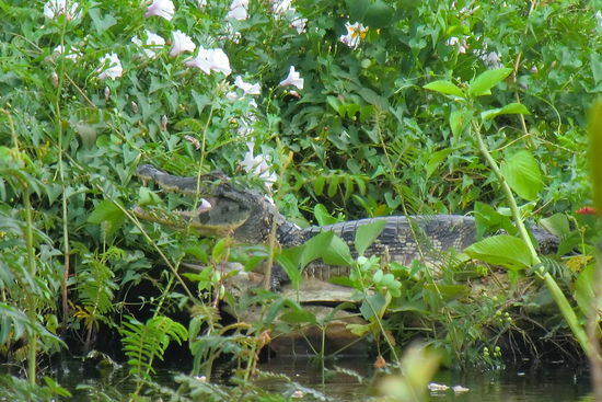 Die hier vielleicht?