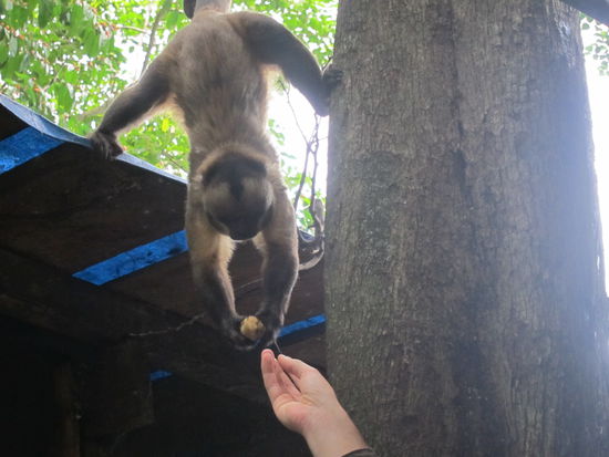Brüllaffe im Spagat (alles für die Banane!)