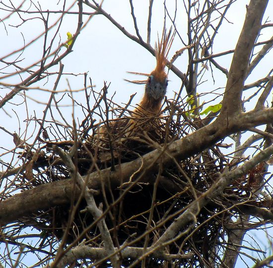 Leider kennen wir die die Namen der ganzen Vögel nicht. Der hier sieht lustig aus.