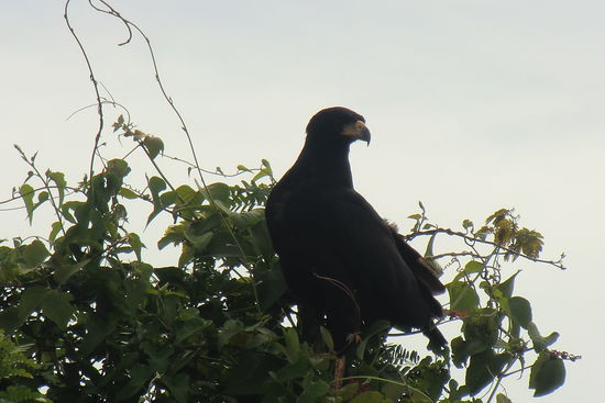 Im Amazonasbecken leben sehr viele Adler.