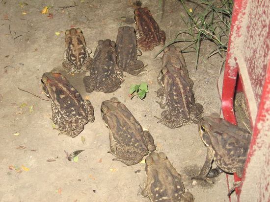 Mit Einbruch der Dämmerung kam die Kröten-Invasion und es wurde Zeit wieder zum Camp zurückzukehren, bevor man Kröten unter dem Schuh kleben hatte.