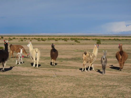 Auch Lamaherden begegneten uns in der Wüste. Leider waren sie nicht so zahm, sondern kehrten uns den Rücken zu.