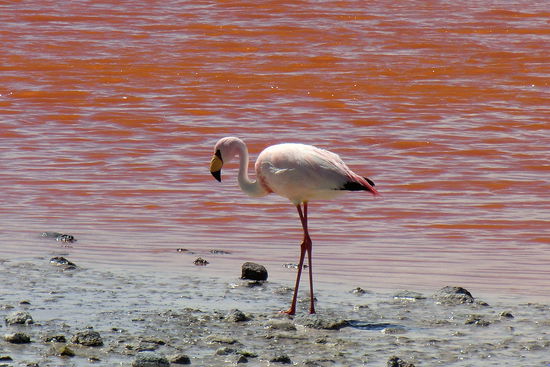 ...der James-Flamingo...