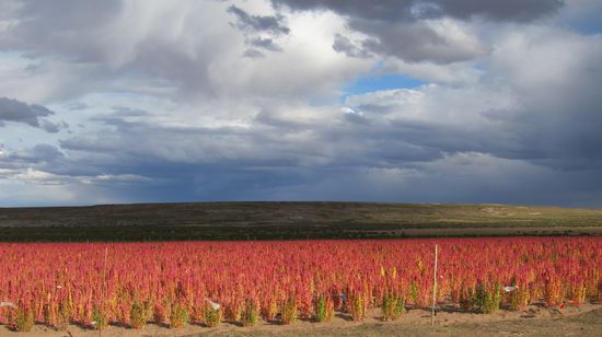 Ab und zu sieht man Quinoafelder. Quinoa ist in Bolivien ein beliebtes Nahrungsmittel. Die Blätter können als Salat oder Gemüse gegessen werden; die Samen haben eine getreideähnliche Zusammensetzung und werden als Beilage, in Suppen,  Müslimischungen oder Salaten verwendet.
Interessant: Der Generalsekretär der Vereinten Nationen erklärte 2013 zum "Jahr der Quinoa". Die Pflanze soll aufgrund ihrer spezifischen Vorteile (viel Eiweiß, Magnesium und Eisen) helfen, den Hunger auf der Welt zu bekämpfen.