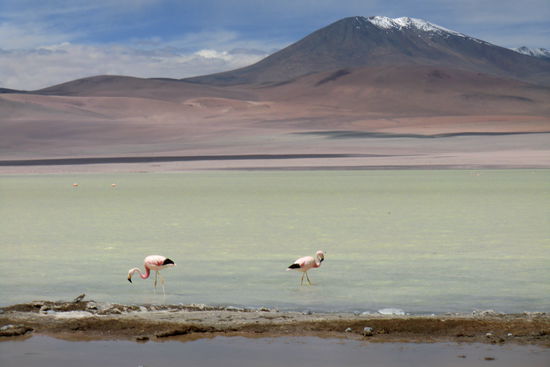 In den Lagunen leben drei verschiedene Flamingoarten: der Andenflamingo (im Bild), der Chileflamingo,...