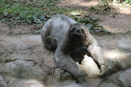 Das Fautier war ein Highlight. Es kam (was unüblich ist) von seinem Baum und purzelte bei seinen Kletterversuchen auch promt den Abhang hinunter.