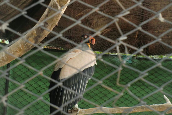 Weil wir es in der freien Wildbahn nicht hinbekommen haben, mussten wir den Kondor, den riesigen Andengeier, eben im Käfig anschauen.