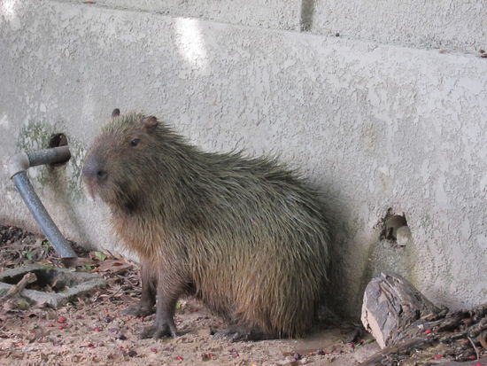 Das Capybara oder Wasserschwein ist das größte lebende Nagetier der Erde.