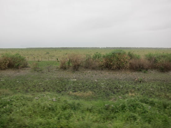 Das ist also Paraguay: Gras, Busch, Sand, Baum, Vogel dann wieder von vorne Gras, Busch, Sand, Baum, Vogel...