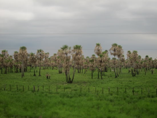Auf dem Weg nach Süden gab es ab und zu die schöne Variante von Gras, Busch, Sand, Baum, Vogel. Nämlich Palmen!