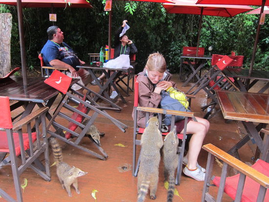 Und am liebsten belagern sie natürlich Touristen beim Essen...