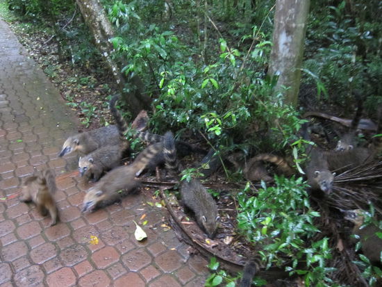 Neben den Wasserfällen hielten uns die vielen Nasenbären im Nationalpark auf Trab.