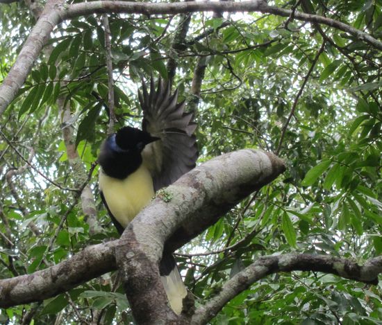 Selbst vor Vögeln waren unsere Kekse nicht sicher.