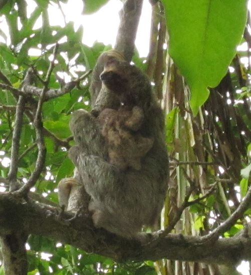 Das Tier war für ein Faultier ziemlich aktiv