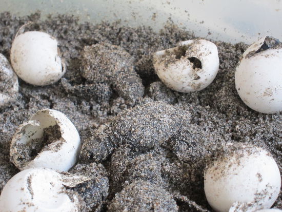 Wenn nicht alle Babys schlüpfen (die Eier werden abgezählt), wird der Rest ausgegraben, weshalb ich hier sogar beobachten konnte, wie Babys schlüpfen. Die Eier sind so groß wie Ping-Pong Bälle